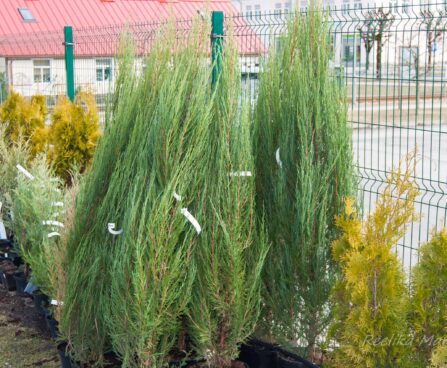 162_8043_Juniperus_scopulorum_Skyrocket_2.JPG