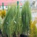 162_8043_Juniperus_scopulorum_Skyrocket_2.JPG
