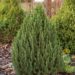 1694_6689_Picea_glauca_Zuckerhut_2.JPG