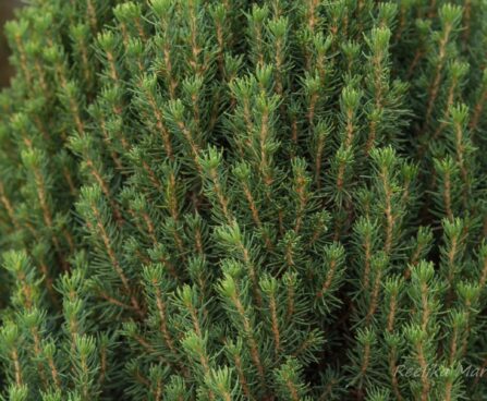 1694_6690_Picea_glauca_Zuckerhut_3.JPG