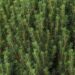 1694_6690_Picea_glauca_Zuckerhut_3.JPG