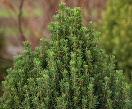 1694_6691_Picea_glauca_Zuckerhut_4.JPG