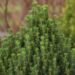 1694_6691_Picea_glauca_Zuckerhut_4.JPG