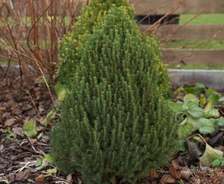 1694_6692_Picea_glauca_Zuckerhut.JPG