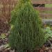 1694_6692_Picea_glauca_Zuckerhut.JPG