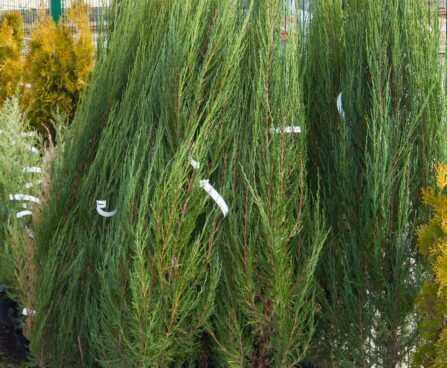 162_8044_Juniperus_scopulorum_Skyrocket.JPG