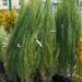 162_8044_Juniperus_scopulorum_Skyrocket.JPG