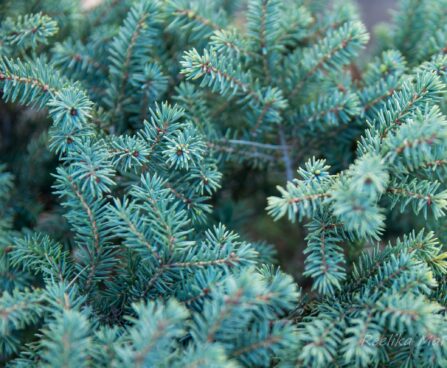 1695_6632_Picea_mariana_Nana_.JPG