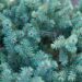 1695_6632_Picea_mariana_Nana_.JPG