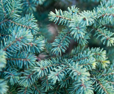 1695_6633_Picea_mariana_Nana__2.JPG