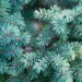1695_6633_Picea_mariana_Nana__2.JPG