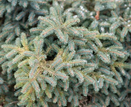 1695_6977_Picea_mariana_Nana__2.JPG