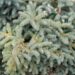 1695_6977_Picea_mariana_Nana__2.JPG
