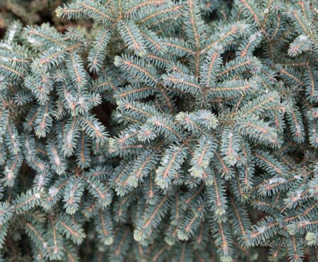 1695_6978_Picea_mariana_Nana_.JPG