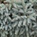 1695_6978_Picea_mariana_Nana_.JPG