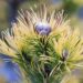 1705_7068_Pinus_mugo_Ophir__4.JPG