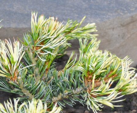 1715_2413_Pinus_parviflora_Fukai.JPG