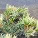 1715_2413_Pinus_parviflora_Fukai.JPG
