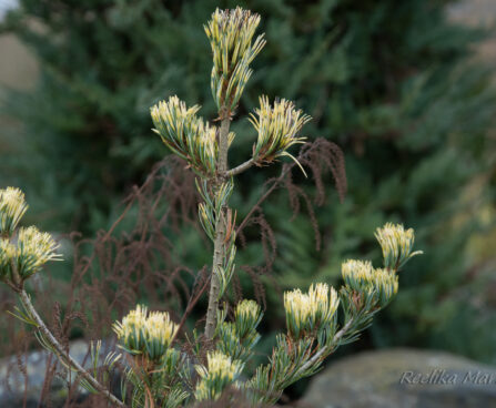 1715_5534_Pinus_parviflora_Fukai.jpg