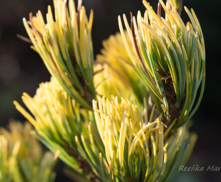 1715_6565_Pinus_parviflora_Fukai_.JPG