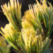 1715_6565_Pinus_parviflora_Fukai_.JPG
