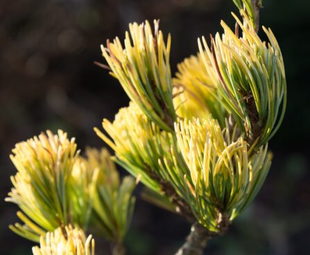 1715_6566_Pinus_parviflora_Fukai__2.JPG