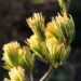 1715_6566_Pinus_parviflora_Fukai__2.JPG