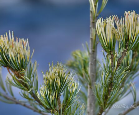 1715_7570_Pinus_parviflora_Fukai_.JPG