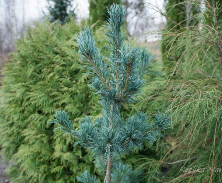 1718_6501_Pinus_parviflora_Tempelhof_.JPG