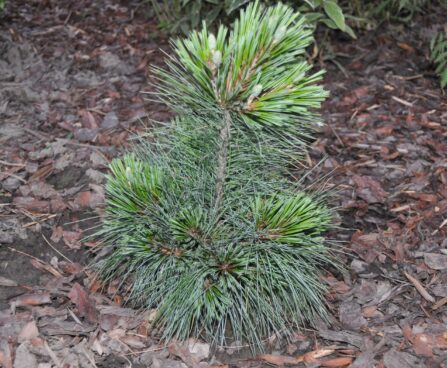 1721_2423_Pinus_schwerinii_Wiethorst.JPG