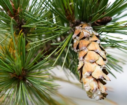 1722_9602_Pinus_strobus_valge_mand.jpg