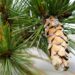 1722_9602_Pinus_strobus_valge_mand.jpg