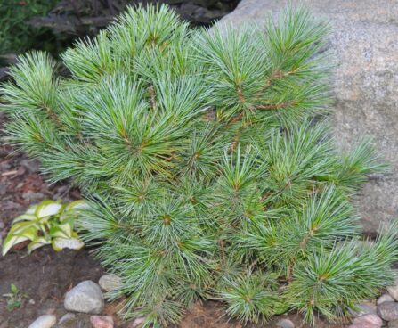 1723_2416_Pinus_strobus_Radiata_2.JPG