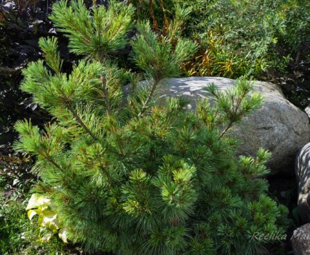 1723_4360_Pinus_strobus_Radiata.jpg