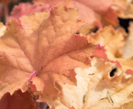 1737_8953_Heuchera_Kassandra_.JPG