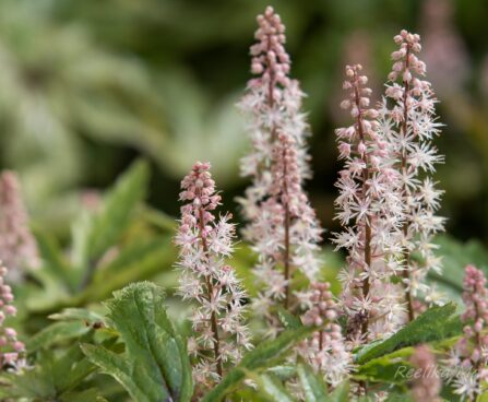 1745_8489_Tiarella_Pink_Skyrocket__4.JPG
