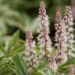 1745_8489_Tiarella_Pink_Skyrocket__4.JPG