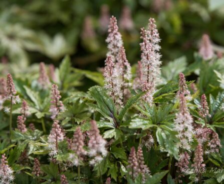 1745_8490_Tiarella_Pink_Skyrocket__3.JPG