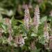1745_8490_Tiarella_Pink_Skyrocket__3.JPG