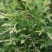 1755_6528_Thuja_occidentalis_Stolwijk_.JPG