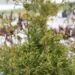 1755_7088_Thuja_occidentalis_Stolwijk_2.JPG