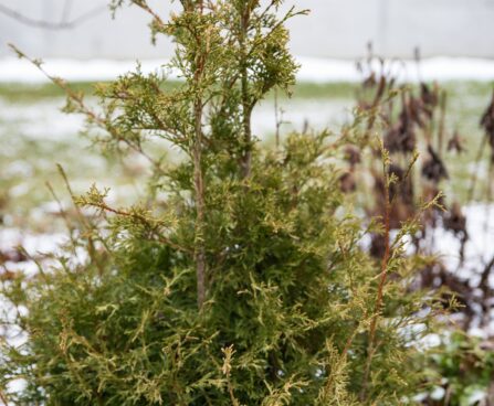 1755_7089_Thuja_occidentalis_Stolwijk.JPG