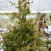 1755_7089_Thuja_occidentalis_Stolwijk.JPG