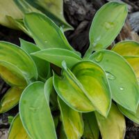 1796_4491_Hosta_tokudama_Aureonebulosa.jpg