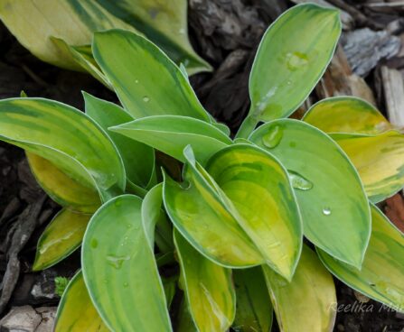 1796_4491_Hosta_tokudama_Aureonebulosa.jpg