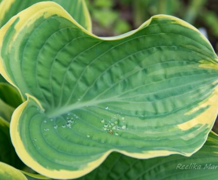 1825_8376_hosta_Super_Sagae_.JPG