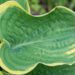 1825_8376_hosta_Super_Sagae_.JPG