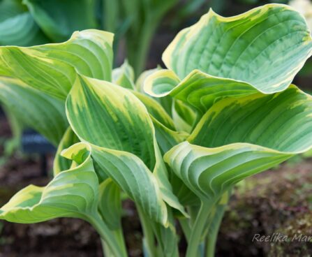 1825_8377_hosta_Super_Sagae__2.JPG