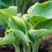 1825_8377_hosta_Super_Sagae__2.JPG