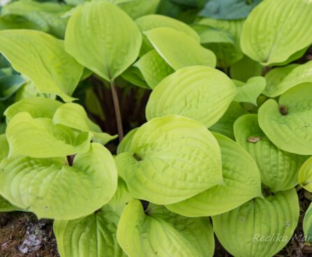 1830_8547_Hosta_Paradise_Island__2.JPG